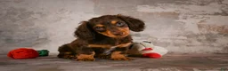 Miniature Dachshund dogs for sale: Sophie - Ad 10