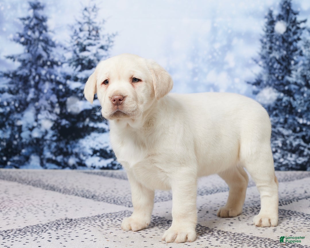 Labrador Retriever dogs for sale: River - Ad 5