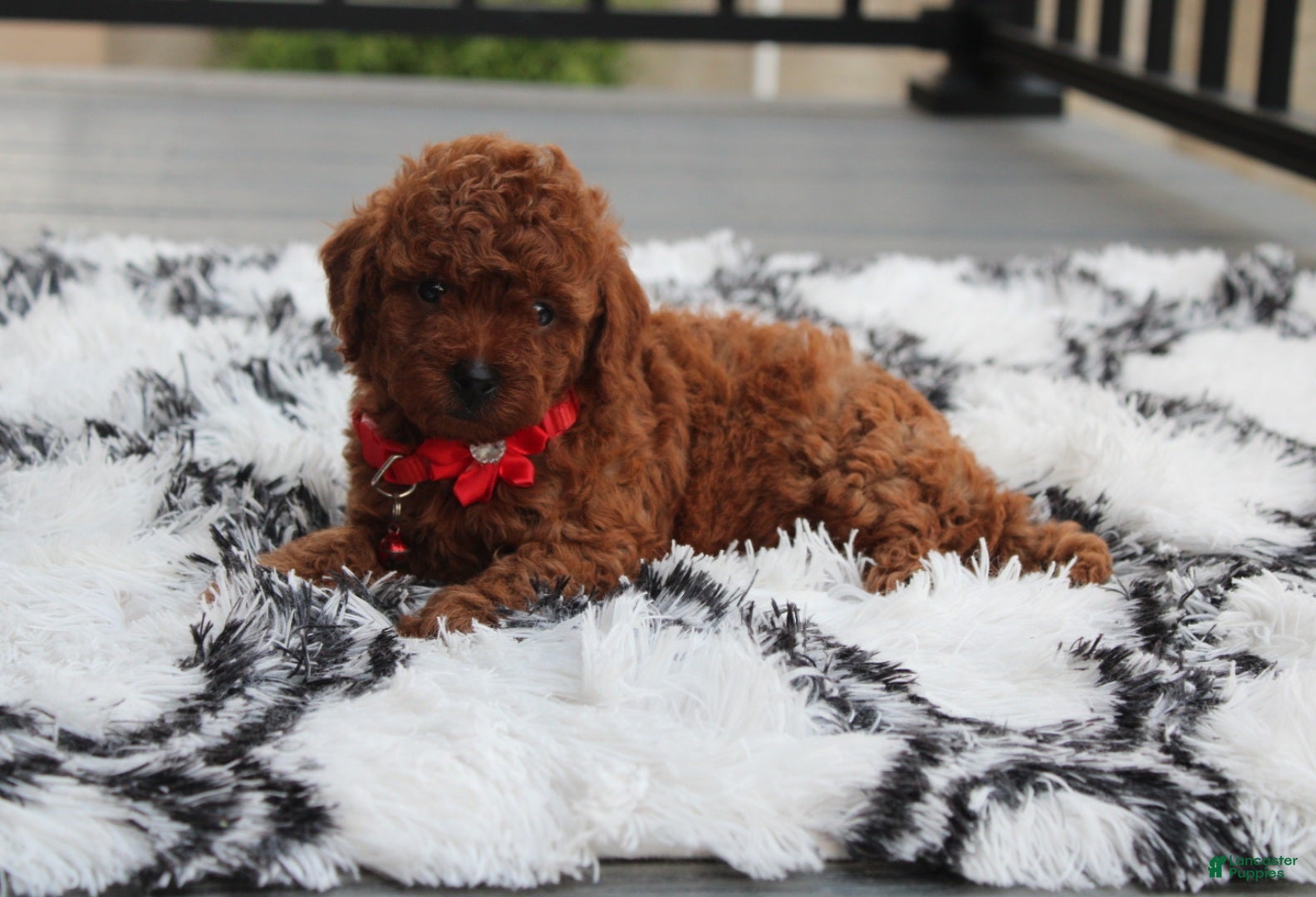 Toy Poodle dogs Toy PoodleKoda 1 - Ad 2