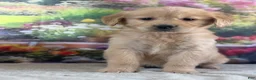 Golden Retriever dogs for sale:  Penn - Ad 5