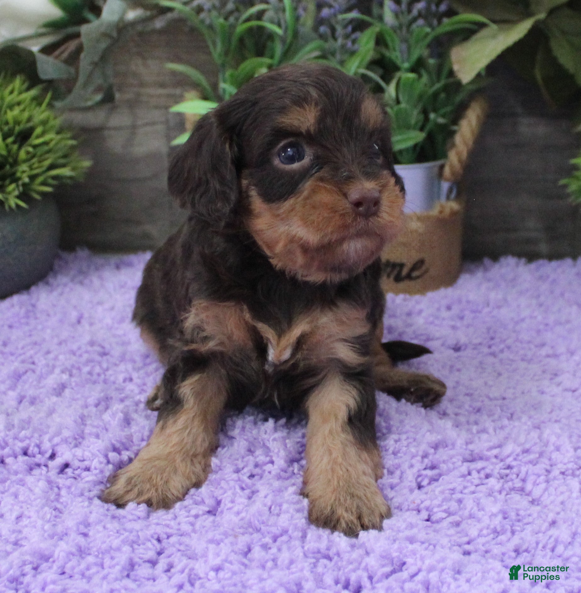 Cavapoo dogs Marley's #5 Female - Ad 31