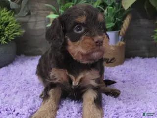 Cavapoo dogs Marley's #5 Female - Ad 36