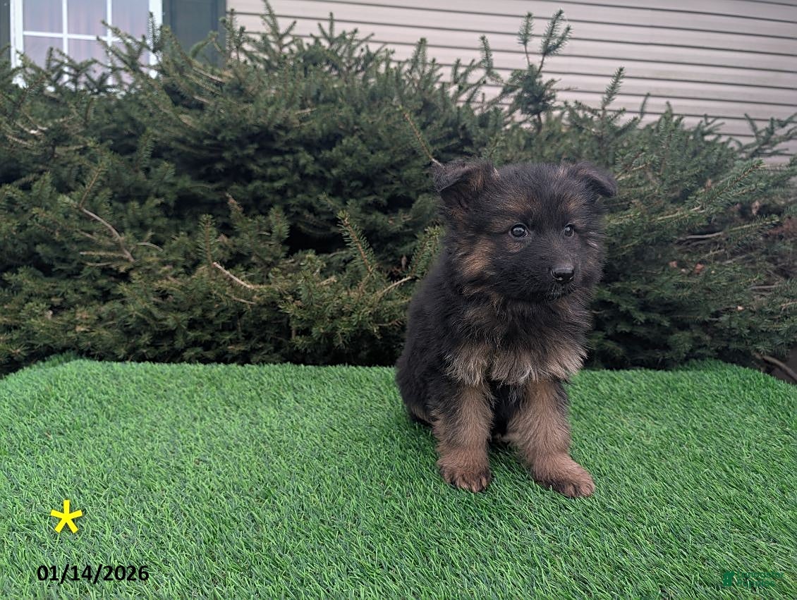 German Shepherd dogs Micah - Ad 20