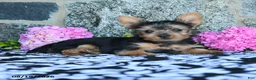 Yorkshire Terrier dogs for sale: Mars  - Ad 3