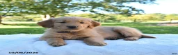 Golden Retriever dogs for sale: Autumn - Ad 5
