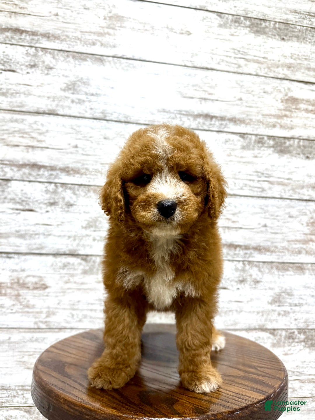 Mini Goldendoodle dogs for sale: Hunter - Ad 13