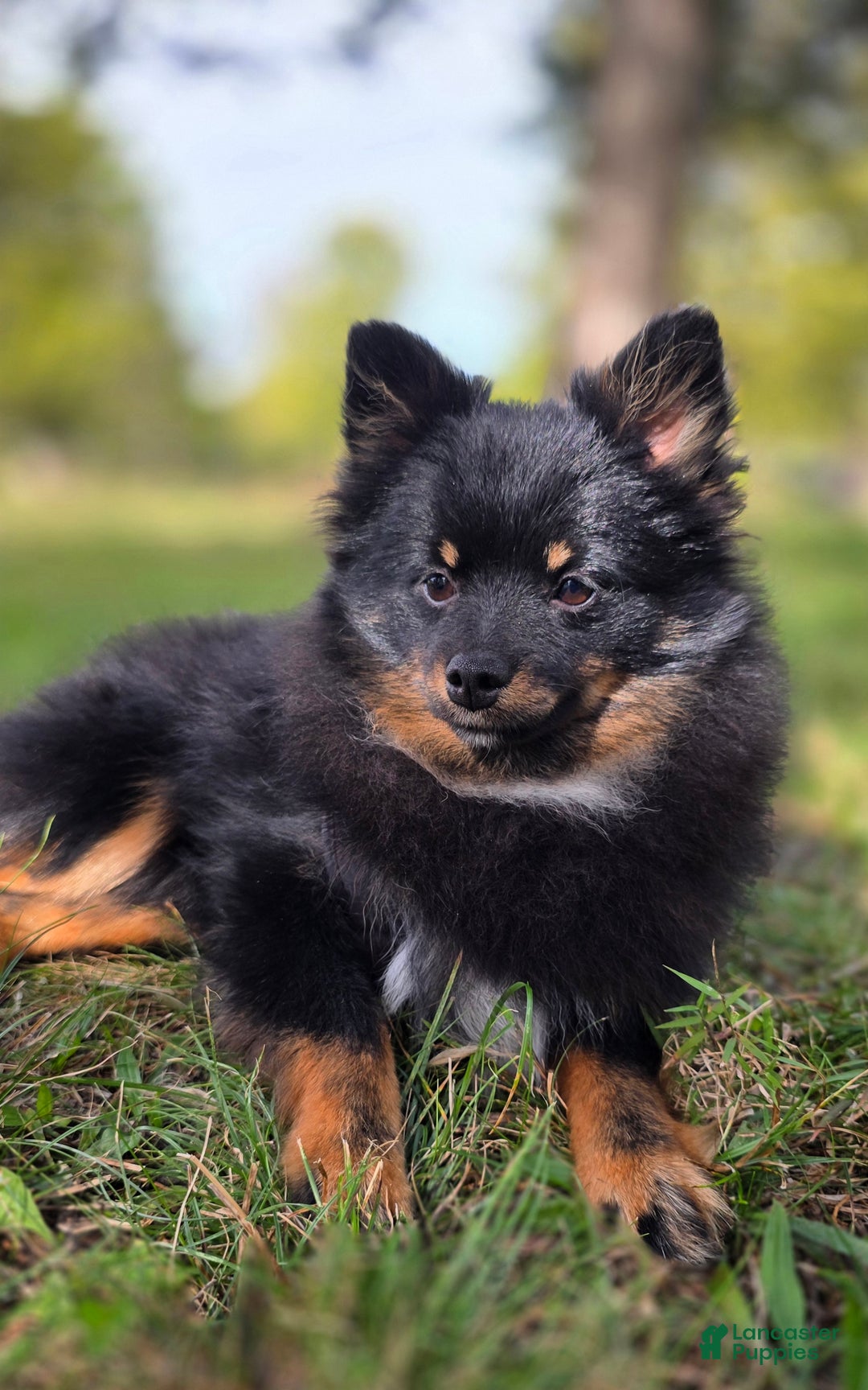Pomeranian dogs for sale: Kora - Ad 20