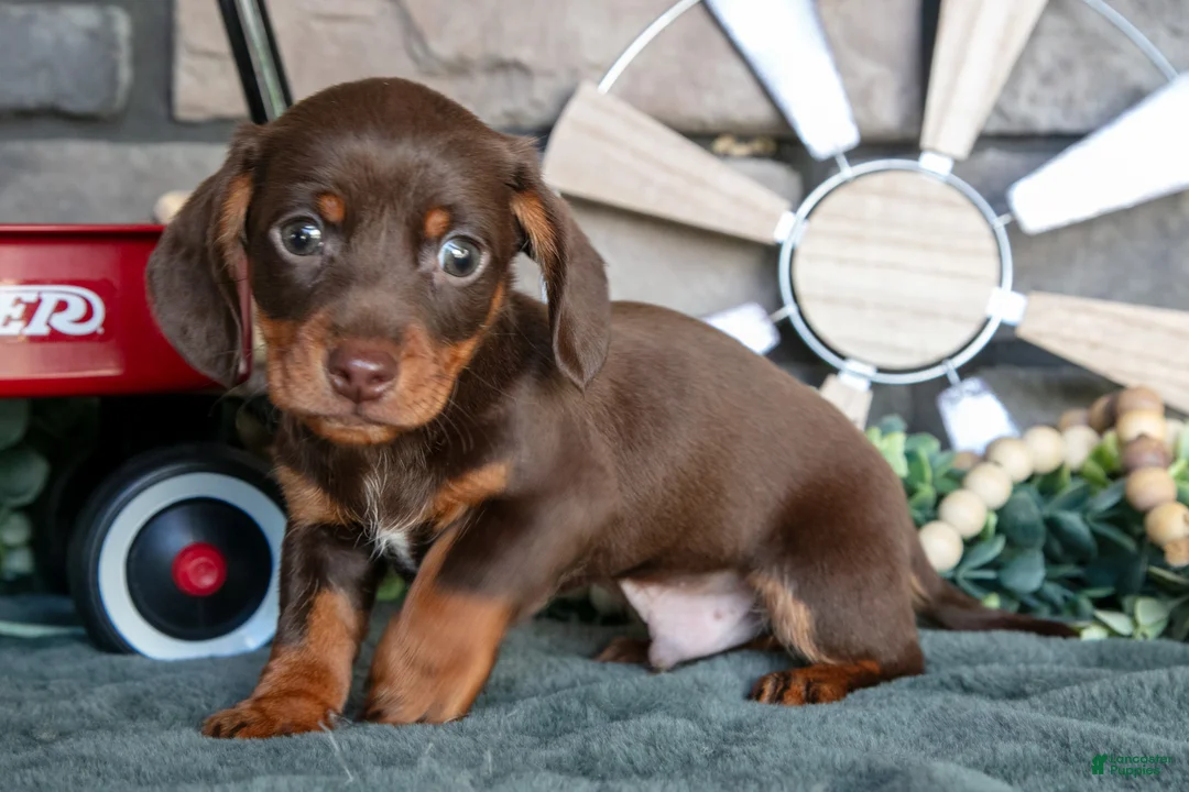 Miniature Dachshund dogs for sale: Jupiter - Ad 2