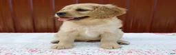 Miniature Golden Retriever dogs for sale: Gage - Ad 8