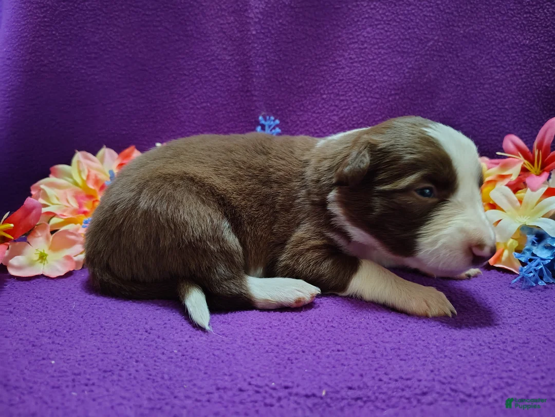 Border Collie dogs for sale: Chichi - Ad 10