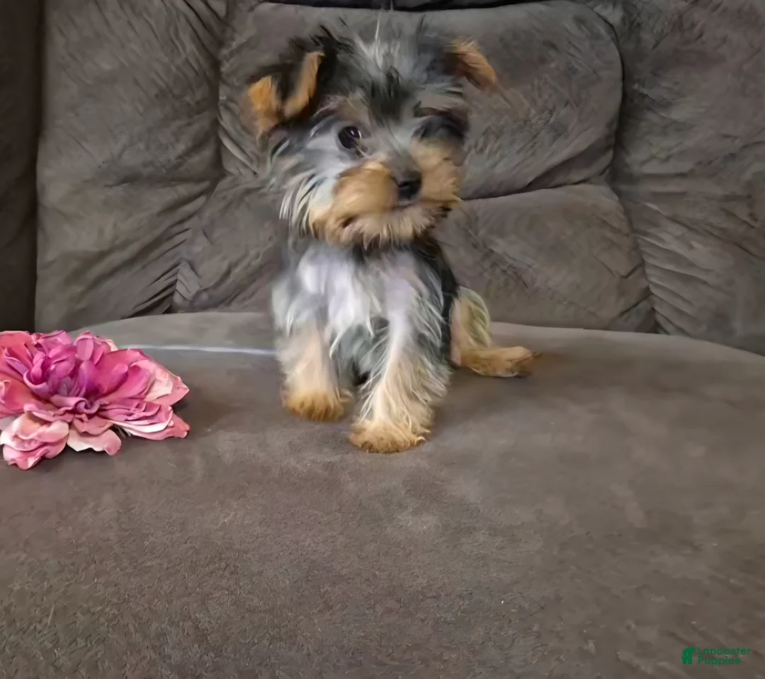 Yorkshire Terrier dogs for sale: Bambi - Ad 1