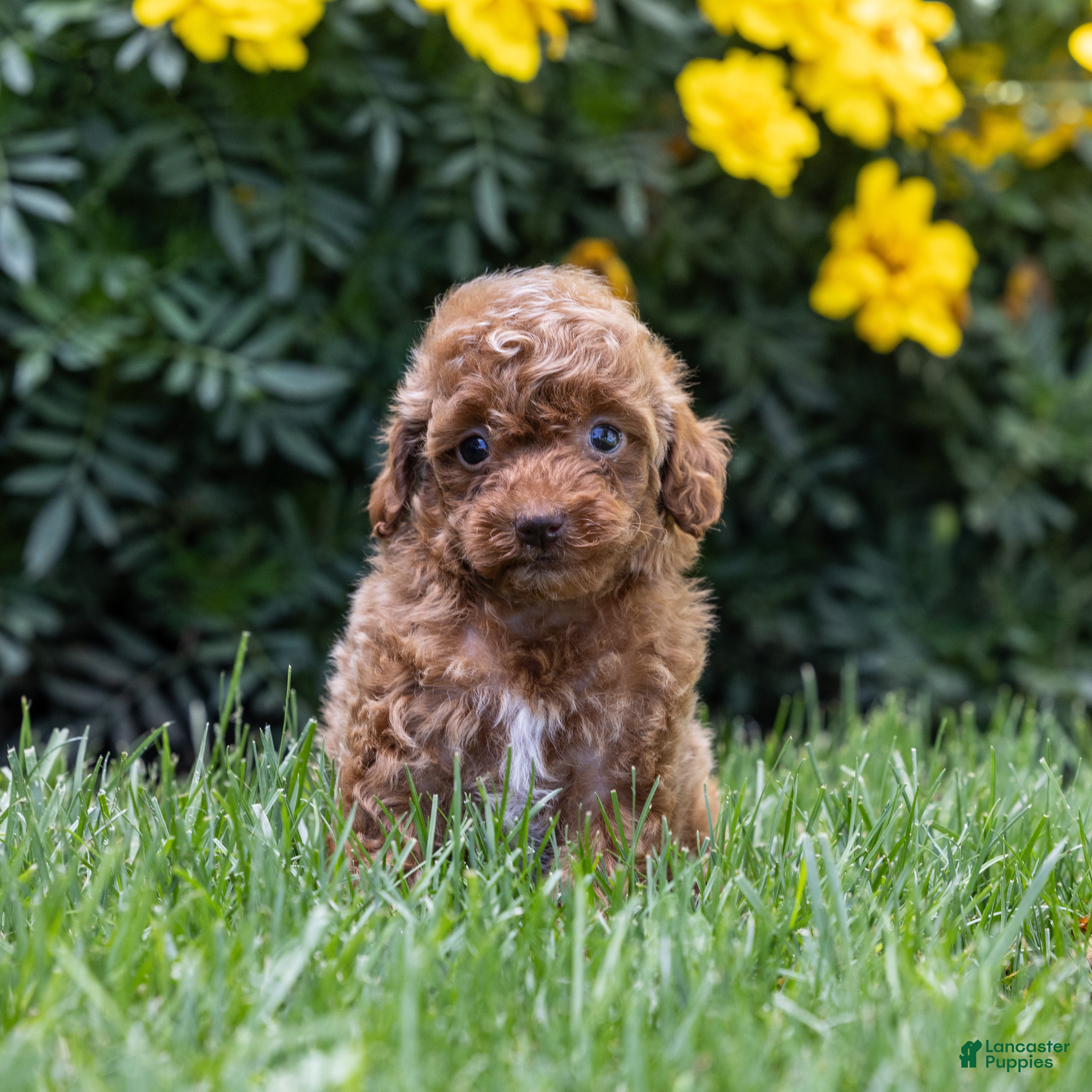 Toy Poodle dogs Olive - Ad 2