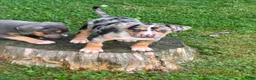American Bully dogs for sale: American Bully 1 - Ad 2