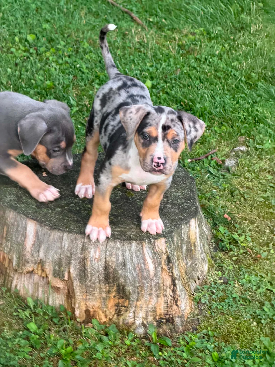 American Bully dogs for sale: American Bully 1 - Ad 2