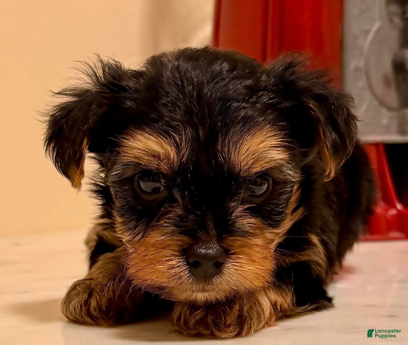 Yorkshire Terrier dogs Boy - Ad 2
