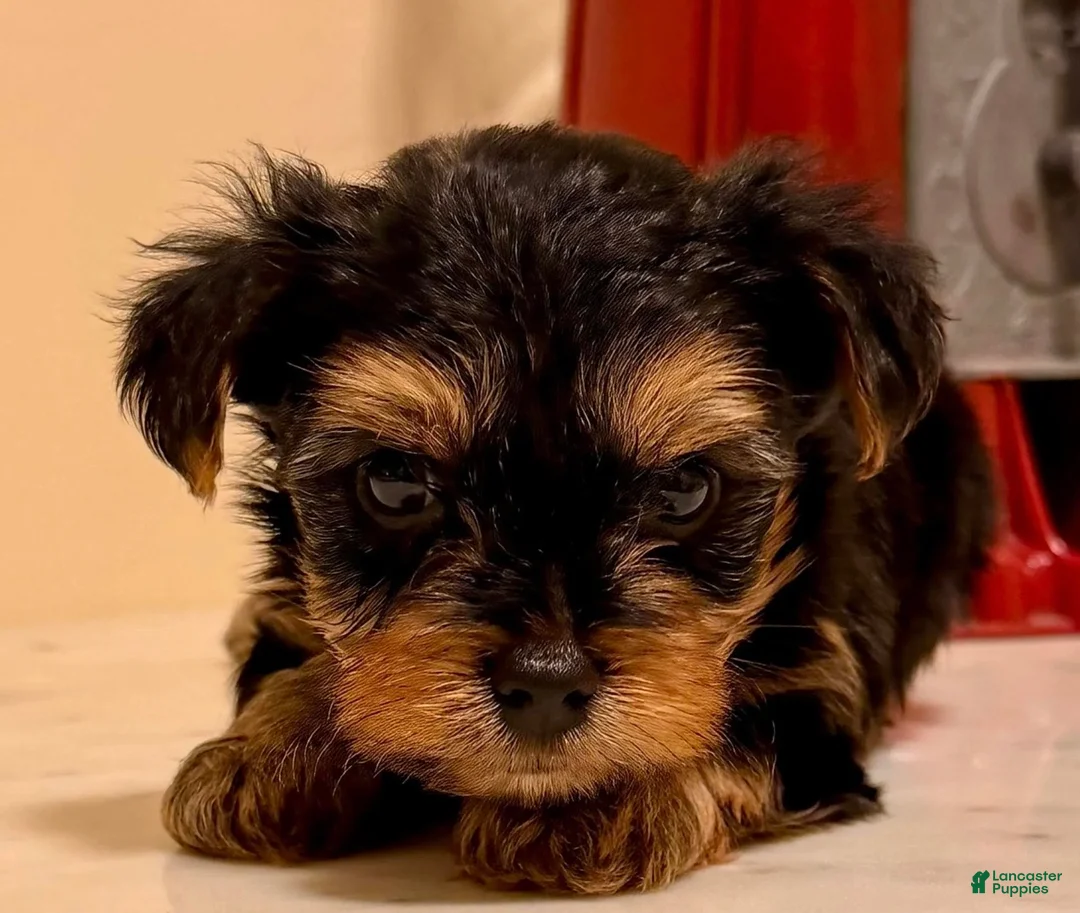Yorkshire Terrier dogs for sale: Boy - Ad 2