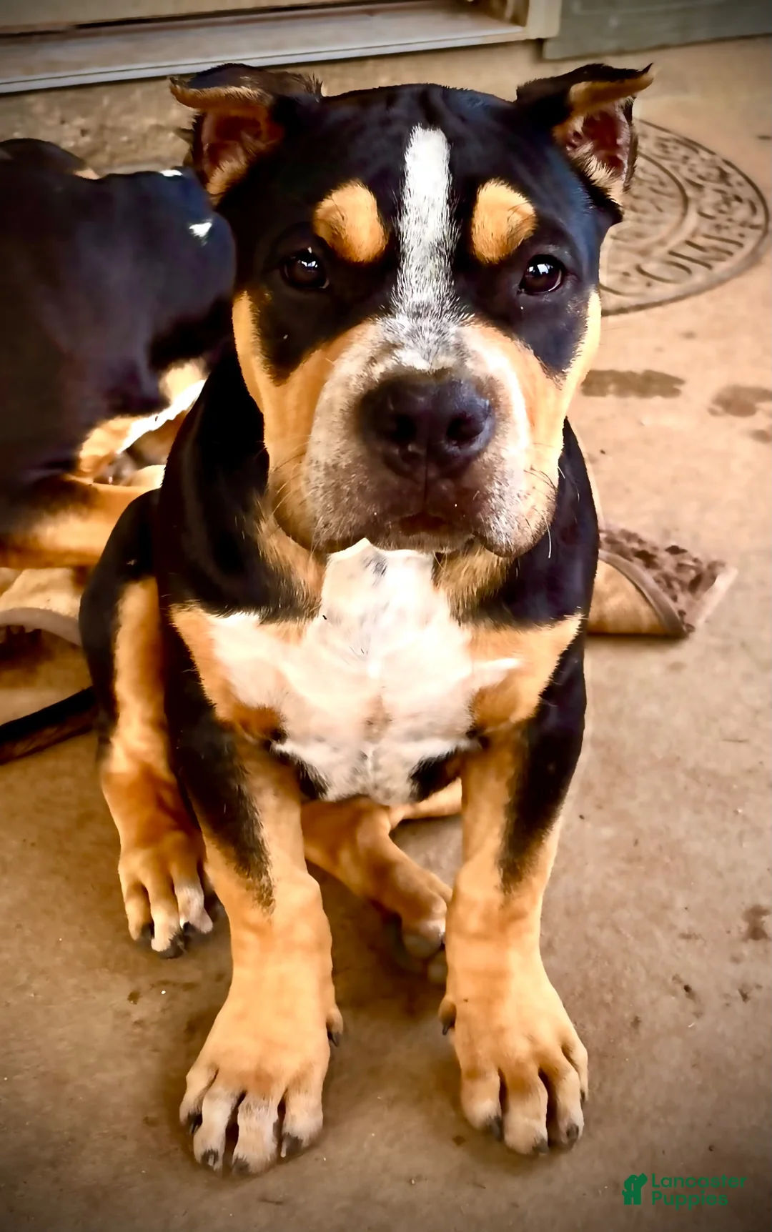 American Bully dogs for sale: American Bully Puppy 1 - Ad 1