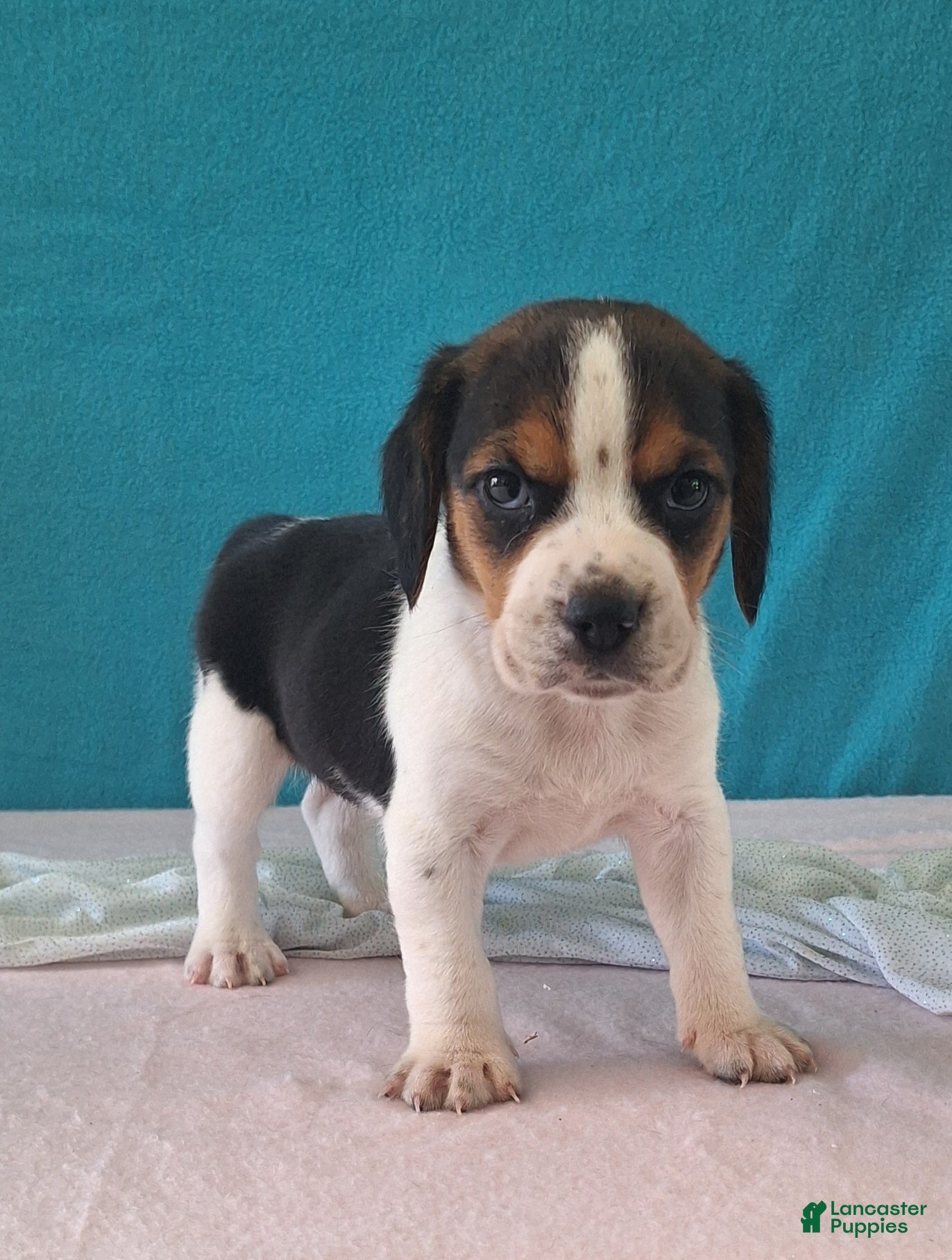 Beagle dogs dawn - Ad 1