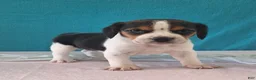 Beagle dogs for sale: dawn - Ad 1
