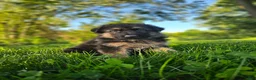 German Shepherd dogs for sale: Sniper  - Ad 5