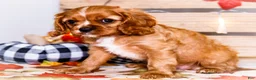 Cavalier King Charles Spaniel dogs for sale: Jimmie - Ad 4