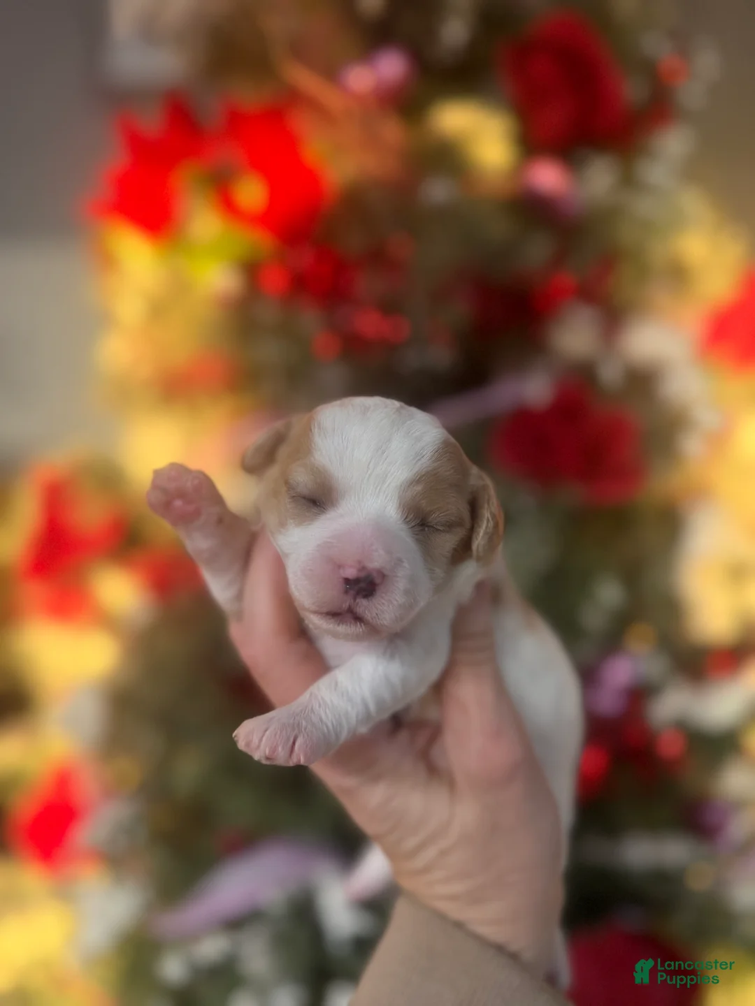 Cavachon dogs for sale: Cavachon Puppy 1 - Ad 1