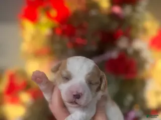 Cavachon dogs Cavachon Puppy 1 - Ad 35