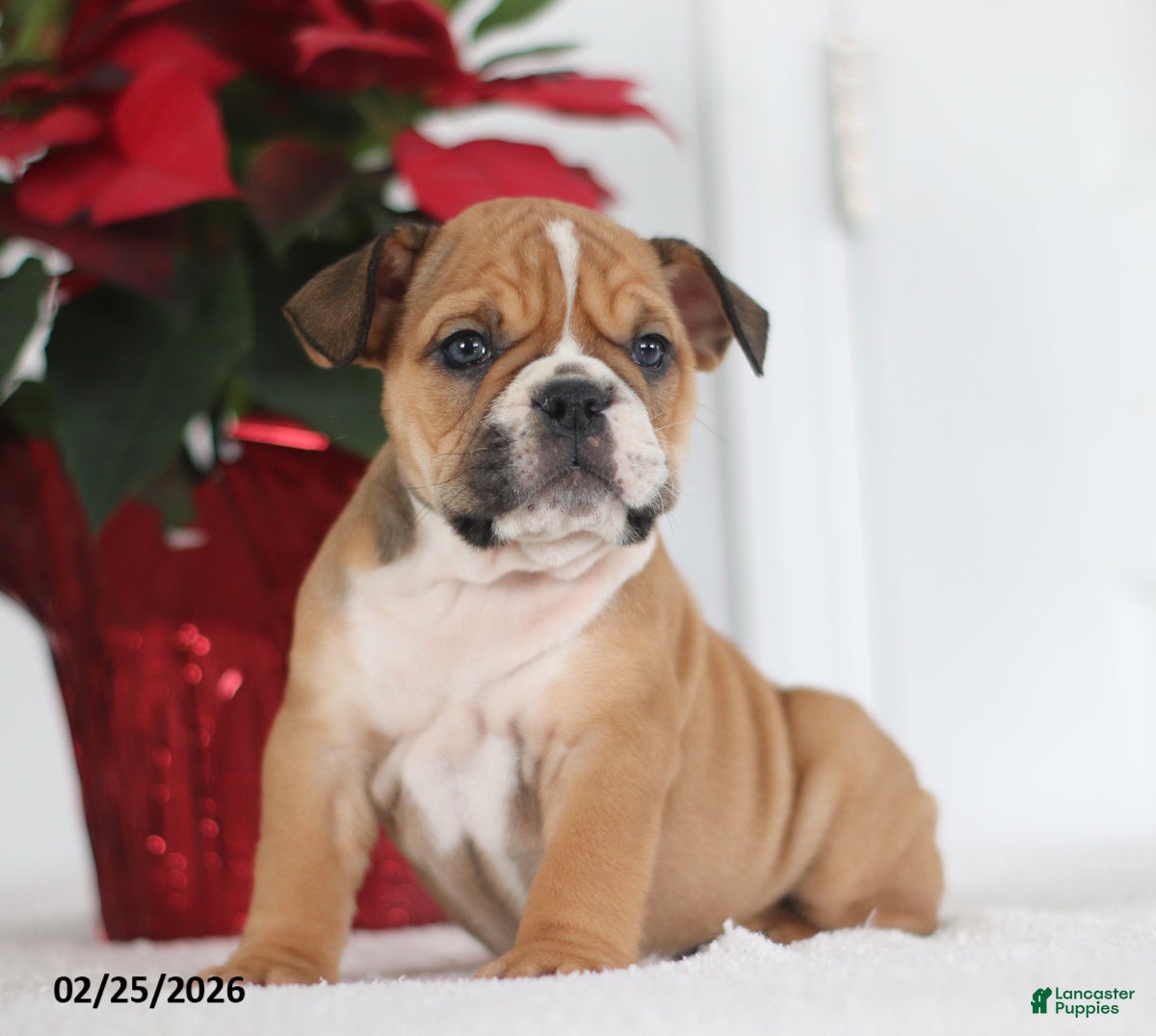 English Bulldog dogs Rosie - Ad 1