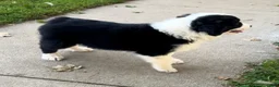 Australian Shepherd dogs for sale: Kali - Ad 4