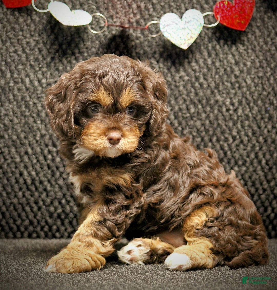 Cavapoo dogs for sale: Tessa - Ad 1