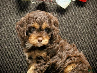 Cavapoo dogs Tessa - Ad 3