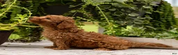 Toy Poodle dogs for sale: AKC Buddy - Ad 3