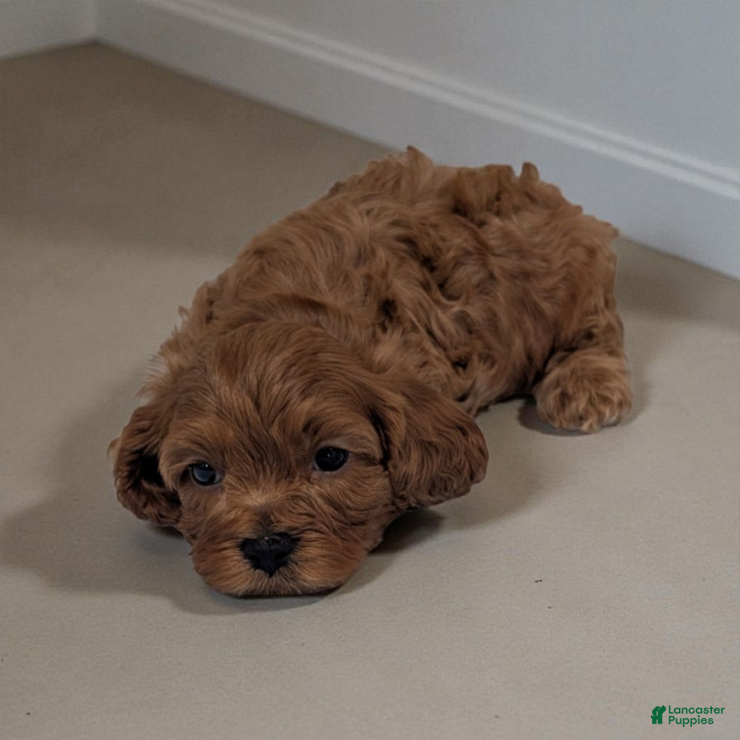 Cavapoo dogs for sale: Parley - Ad 2