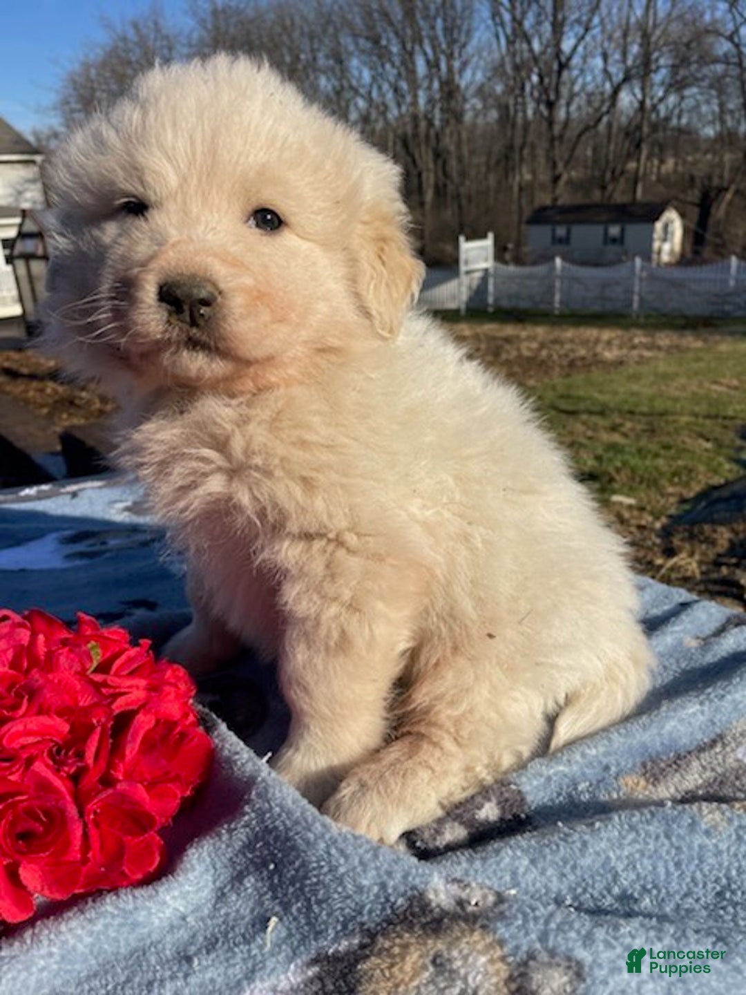 Great Pyrenees dogs for sale: Fonzie - Ad 3