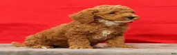 Miniature Poodle dogs for sale: Milo - Ad 4