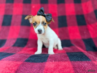 Jack Russell Terrier dogs Bailey - Ad 2