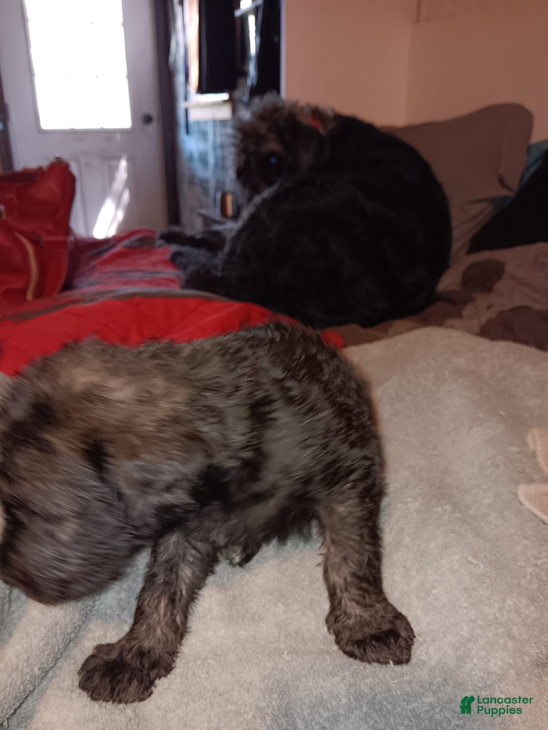 Labradoodle dogs for sale: Princess  - Ad 10