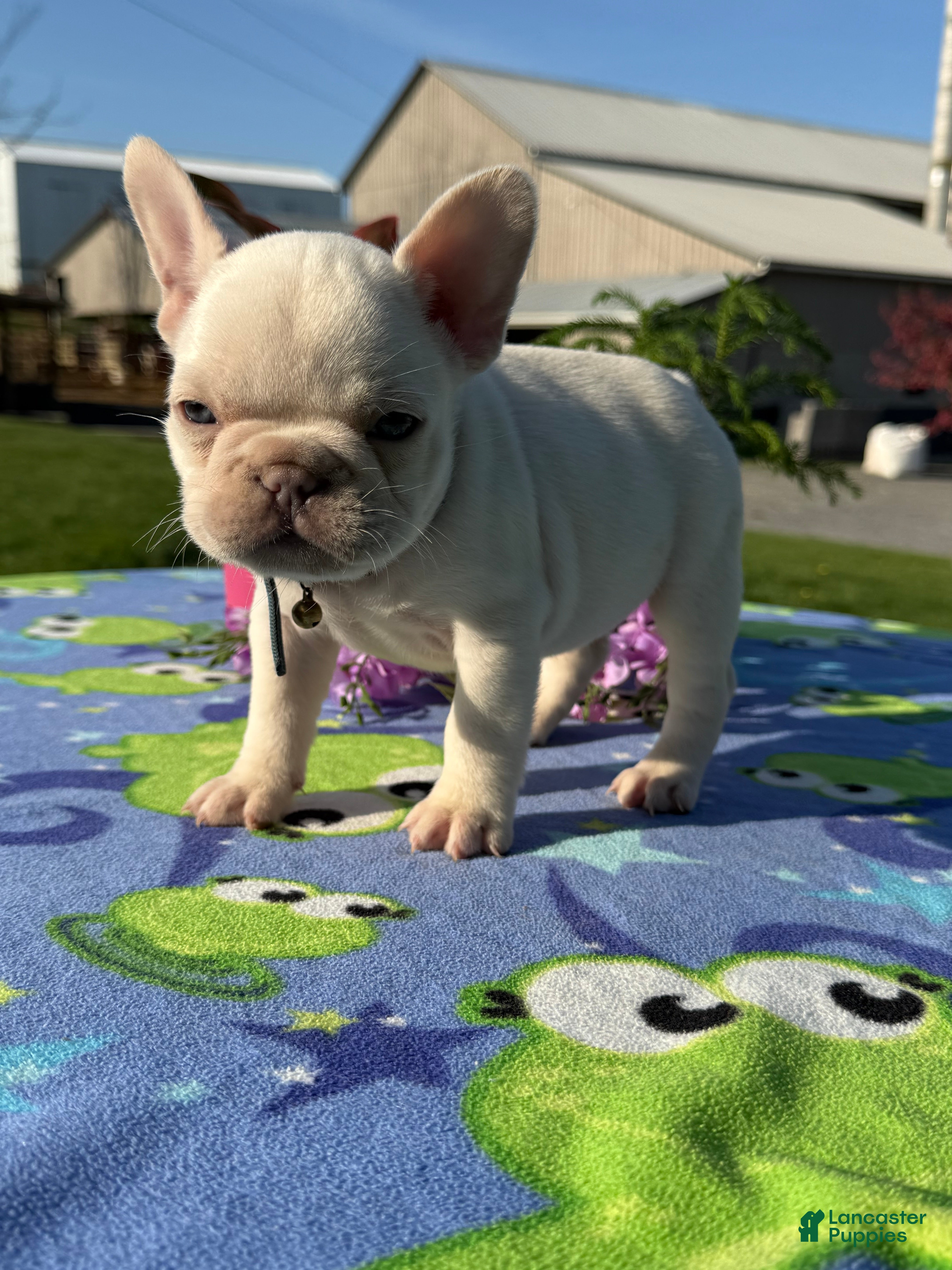 French Bulldog dogs Forest - Ad 2