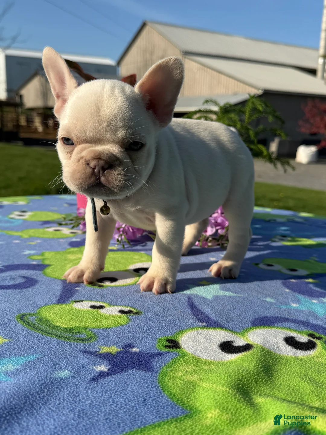 French Bulldog dogs for sale: Forest - Ad 2