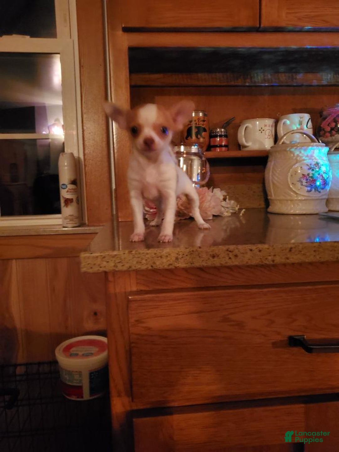 Chihuahua dogs for sale: Chihuahua Puppy 1 - Ad 2