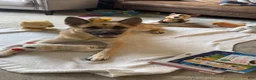German Shepherd dogs for sale: Black Female - Ad 11