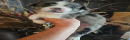 Frenchton dogs for sale: Fluffy frenchton - Ad 14