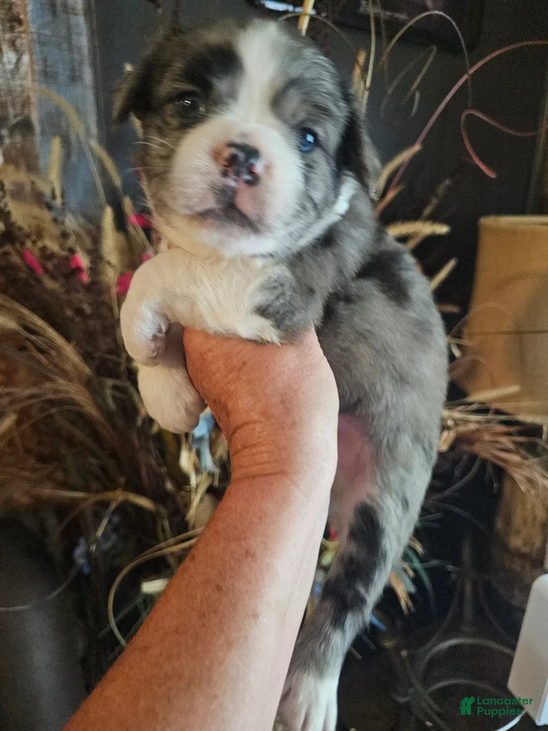 Frenchton dogs for sale: Fluffy frenchton - Ad 14