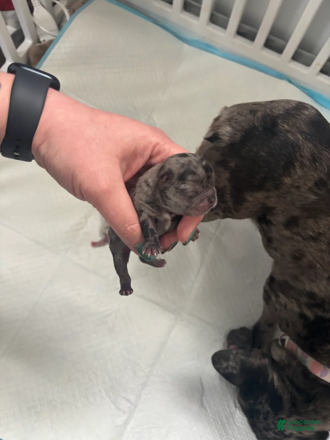 Mixed Breed dogs for sale: Mixed Breed Puppy 3 - Ad 2