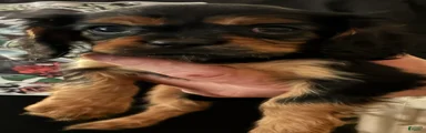 Cavalier King Charles Spaniel Puppy 2