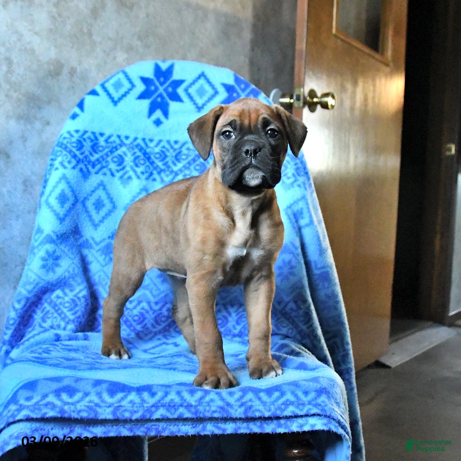 Boxer dogs Lucy - Ad 2
