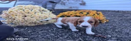 Welsh Springer Spaniel dogs for sale: Lady - Ad 7