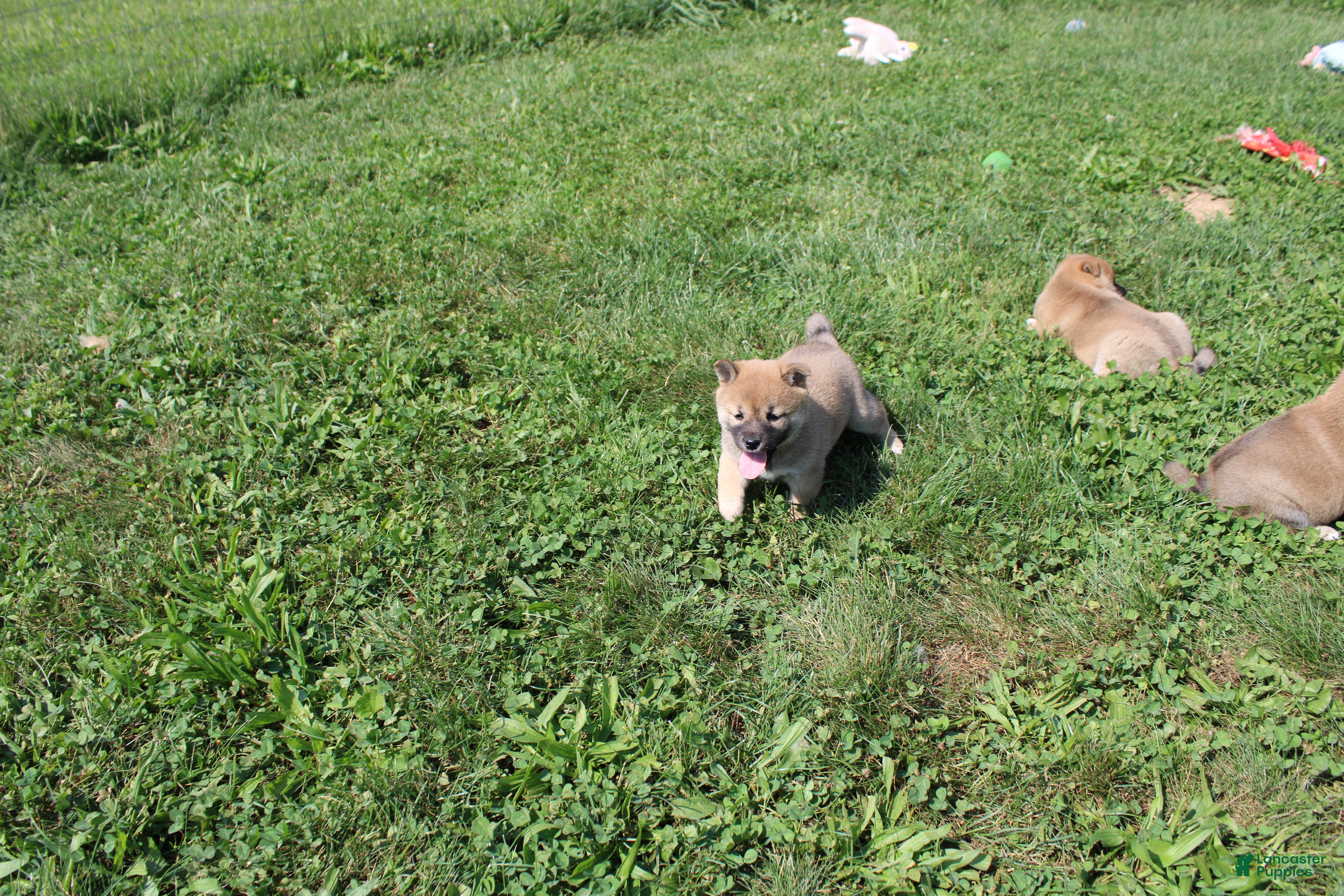 Shiba Inu dogs Chili - Ad 1