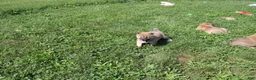 Shiba Inu dogs for sale: Chili - Ad 1
