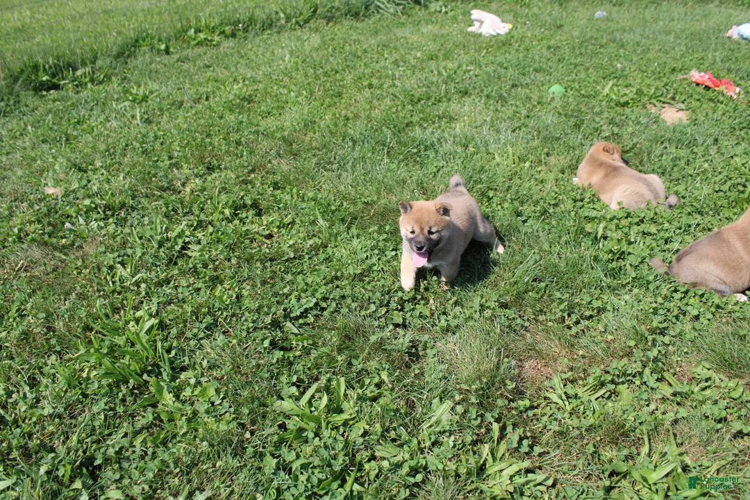 Shiba Inu dogs for sale: Chili - Ad 1
